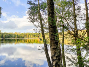 HerbstWald (Claudia)