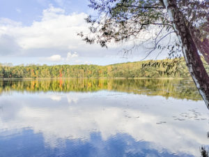 HerbstWald (Claudia)